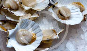 Raw Oysters on Half Shell